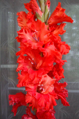 дитя любви (2)