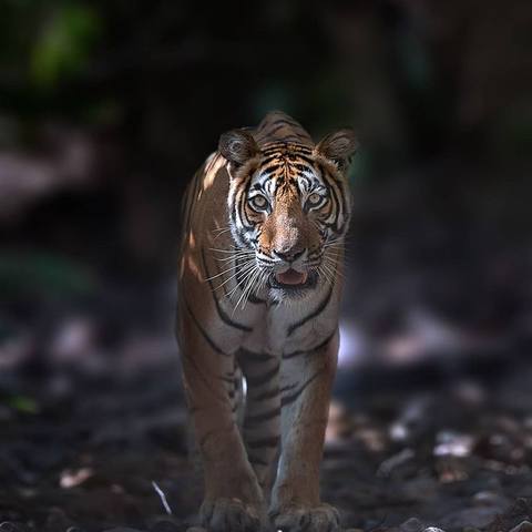 VFL.RU - ��� �����������