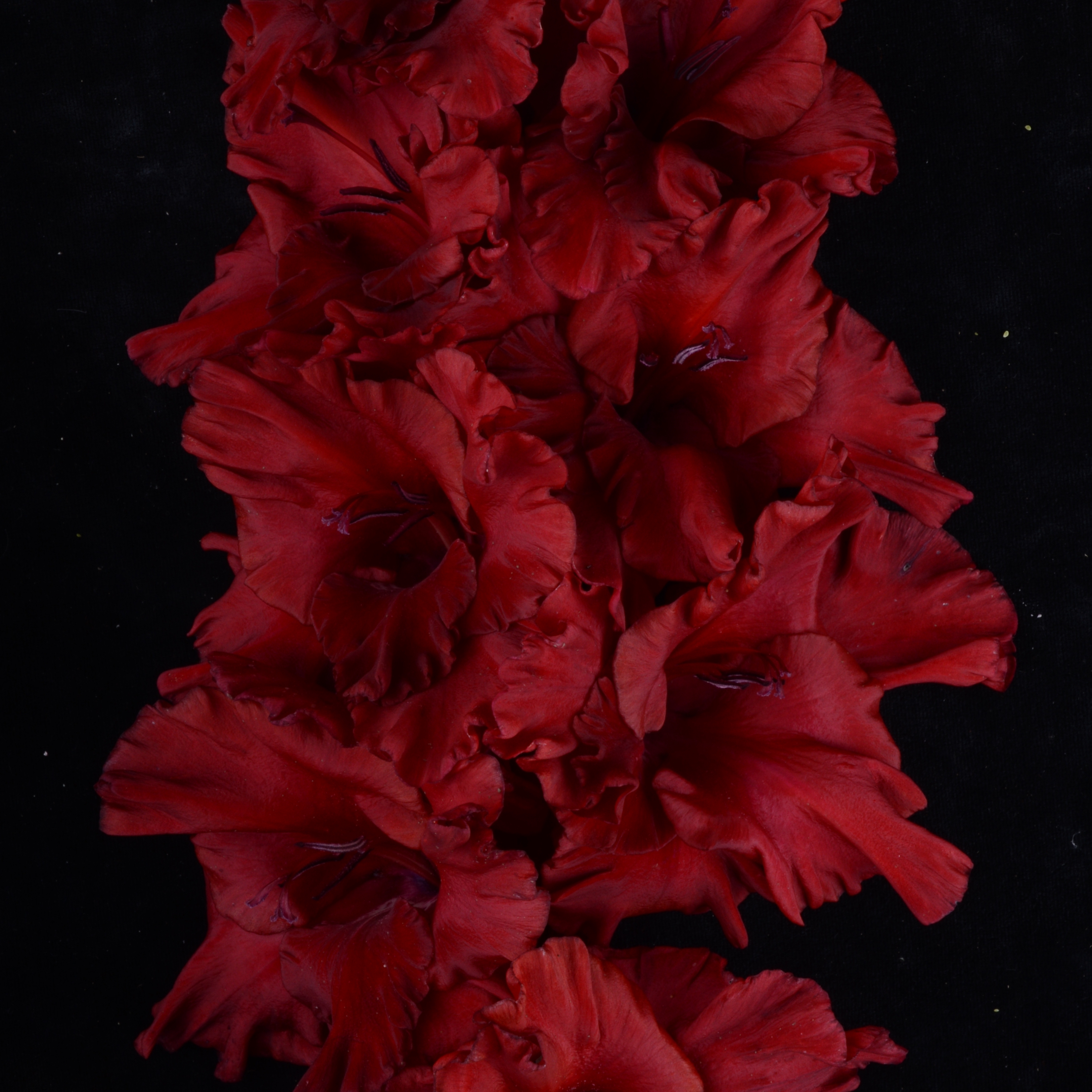 Гладиолус крупноцветковый Курск