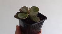 kalanchoe humillis flores