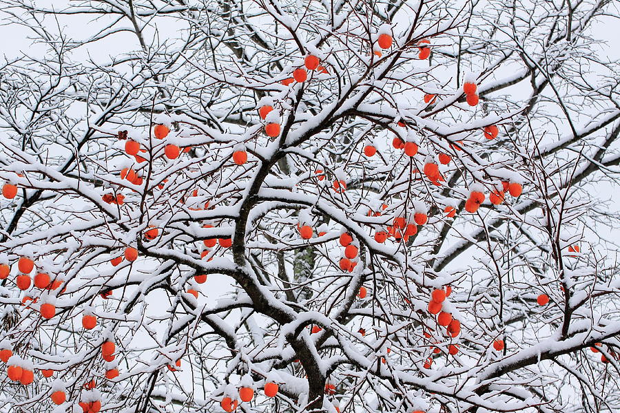 snow-and-a-persimmon-tree-koichi-watanabe