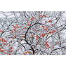 snow-and-a-persimmon-tree-koichi-watanabe