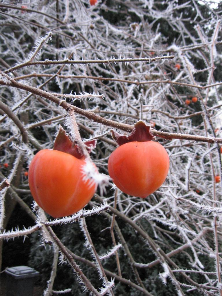 Kaki-givre