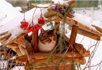 кошкиндом