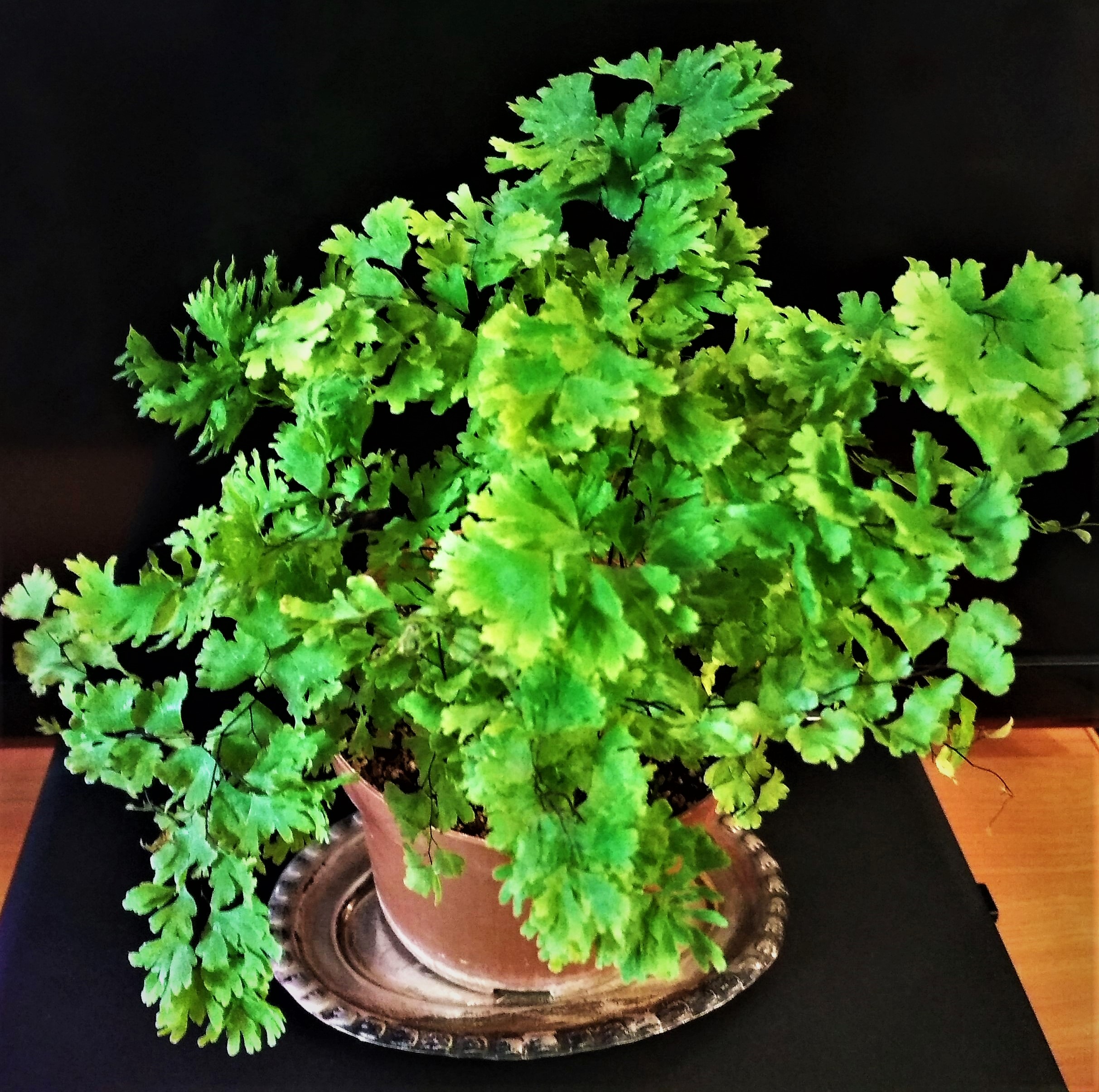 Adiantum tenerum Farleyense (14)