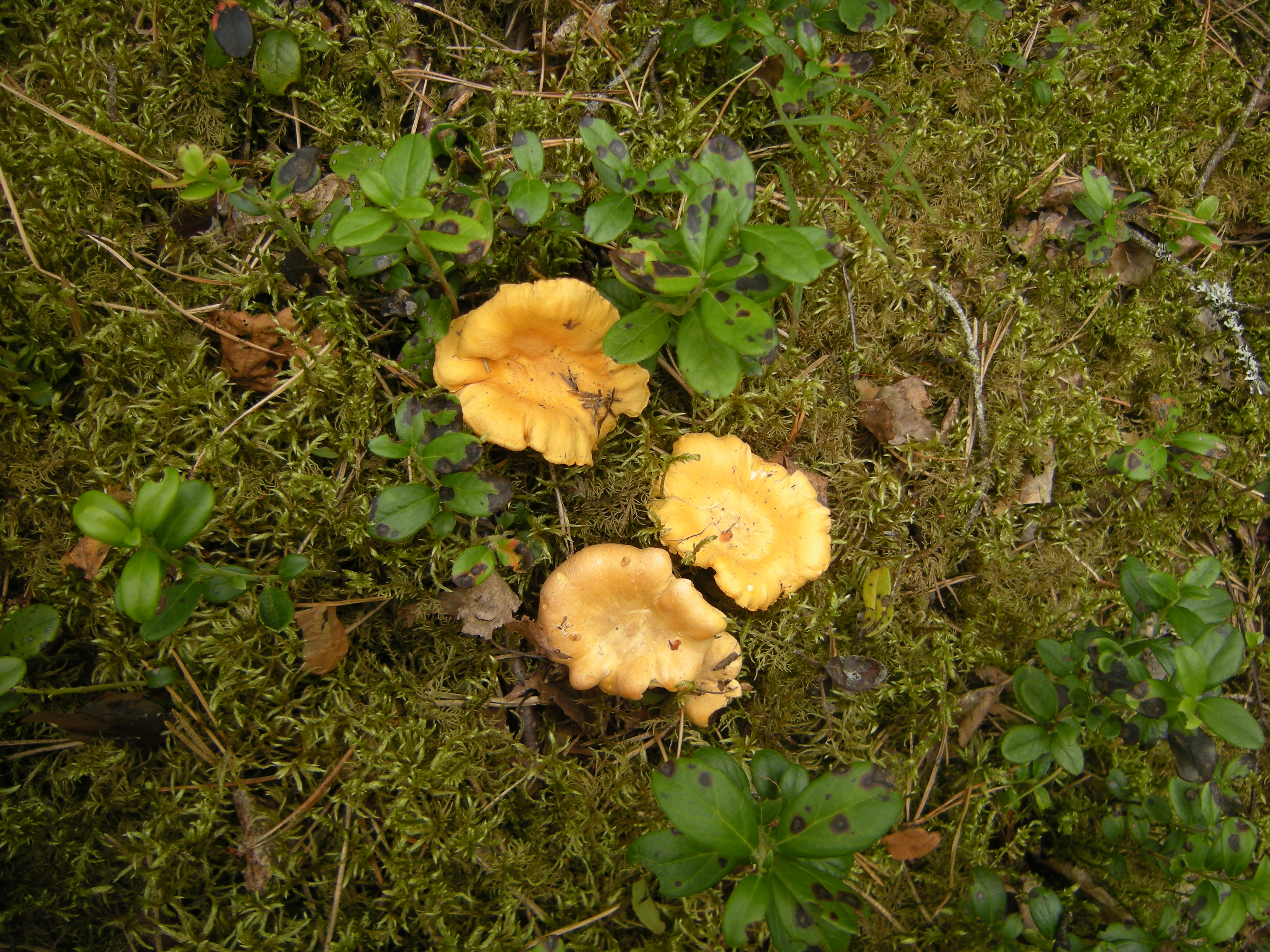 грибылисички