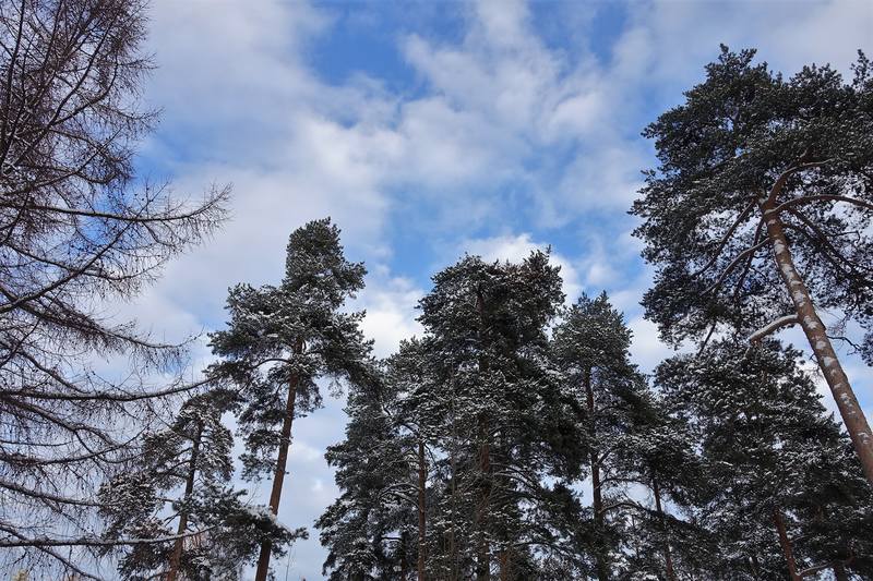 Весенняя Сосновка в Петербурге: pantv — LiveJournal