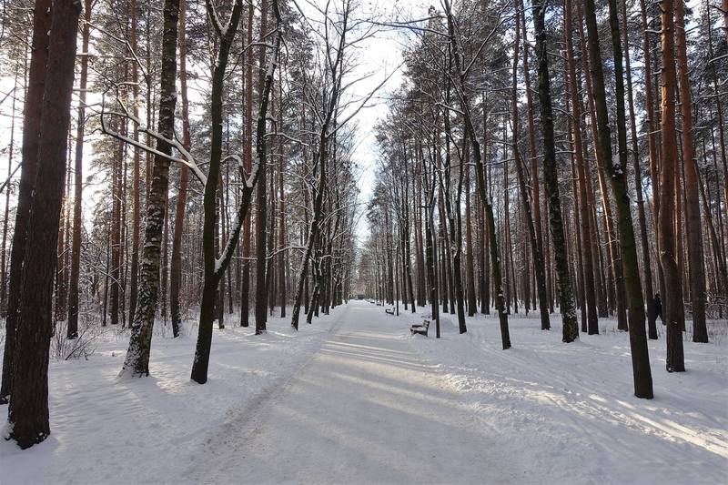 Парк сосновка в санкт петербурге зимой