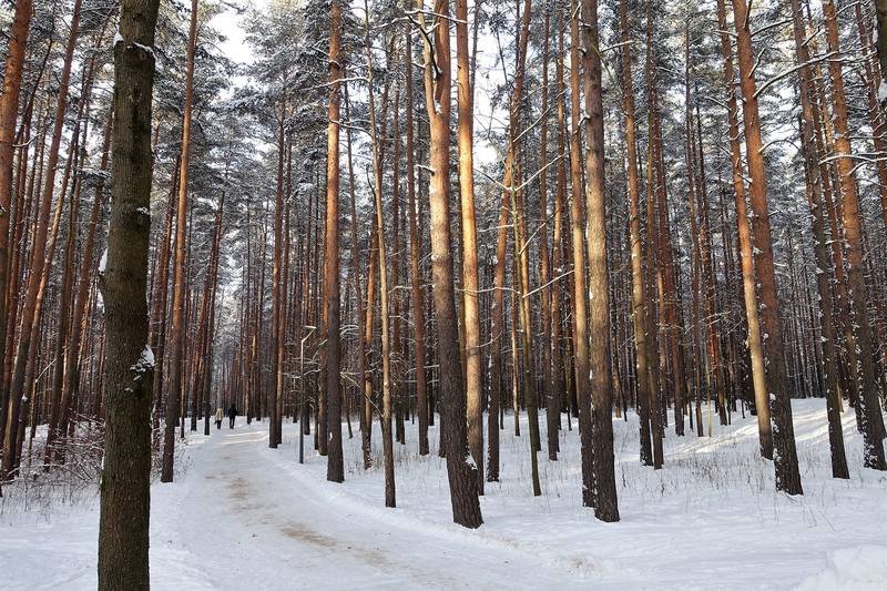 Весенняя Сосновка в Петербурге: pantv — LiveJournal