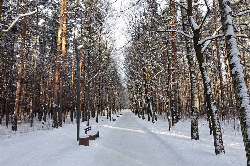 Парк сосновка в санкт петербурге план парка