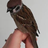 VFL.RU - ваш фотохостинг