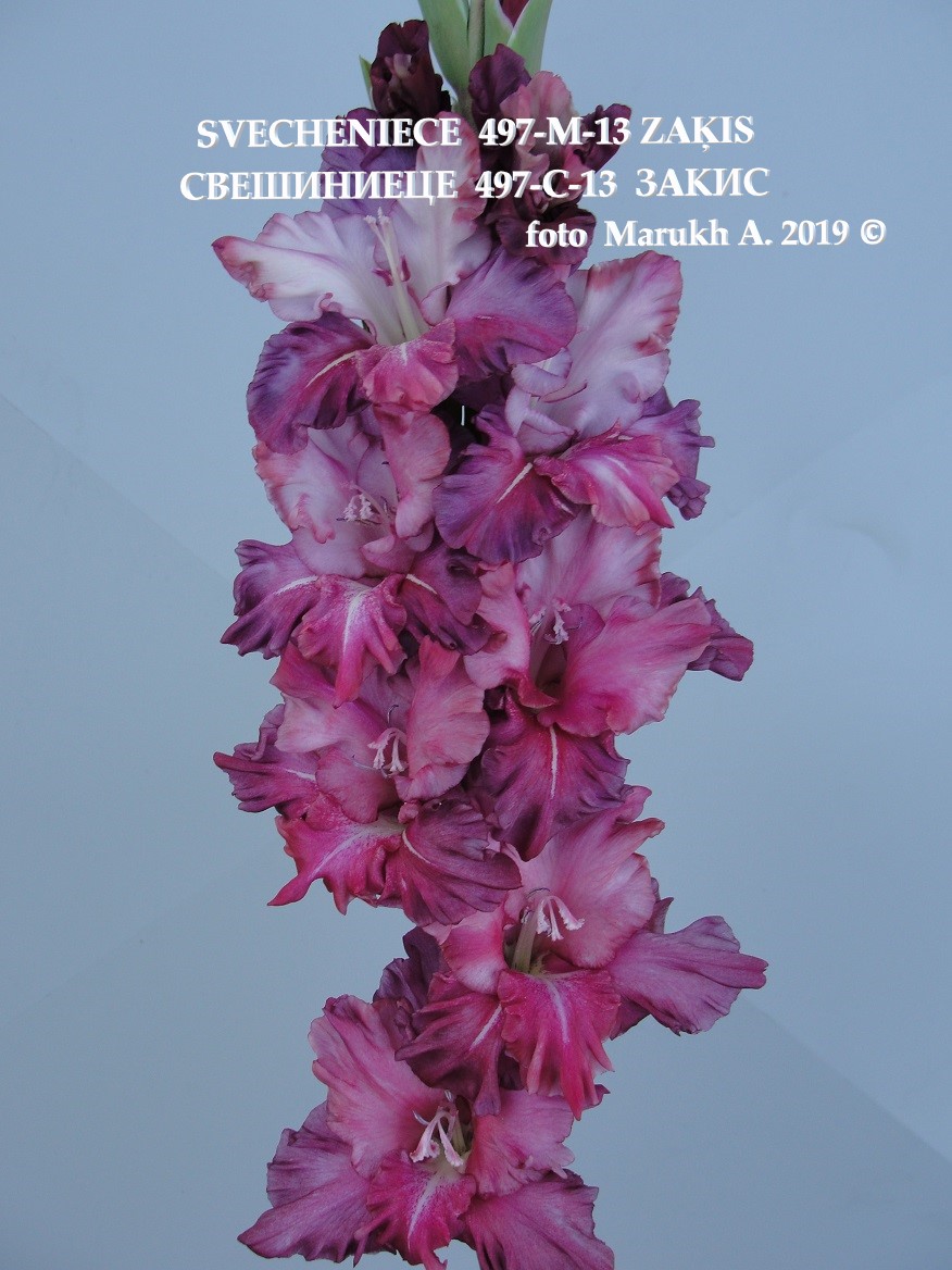 Свешиниеце 497-С-13 Закис. 16 подп