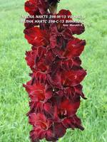 Мелна Нактс 398-С-13 В-инкел-ис 1 подп