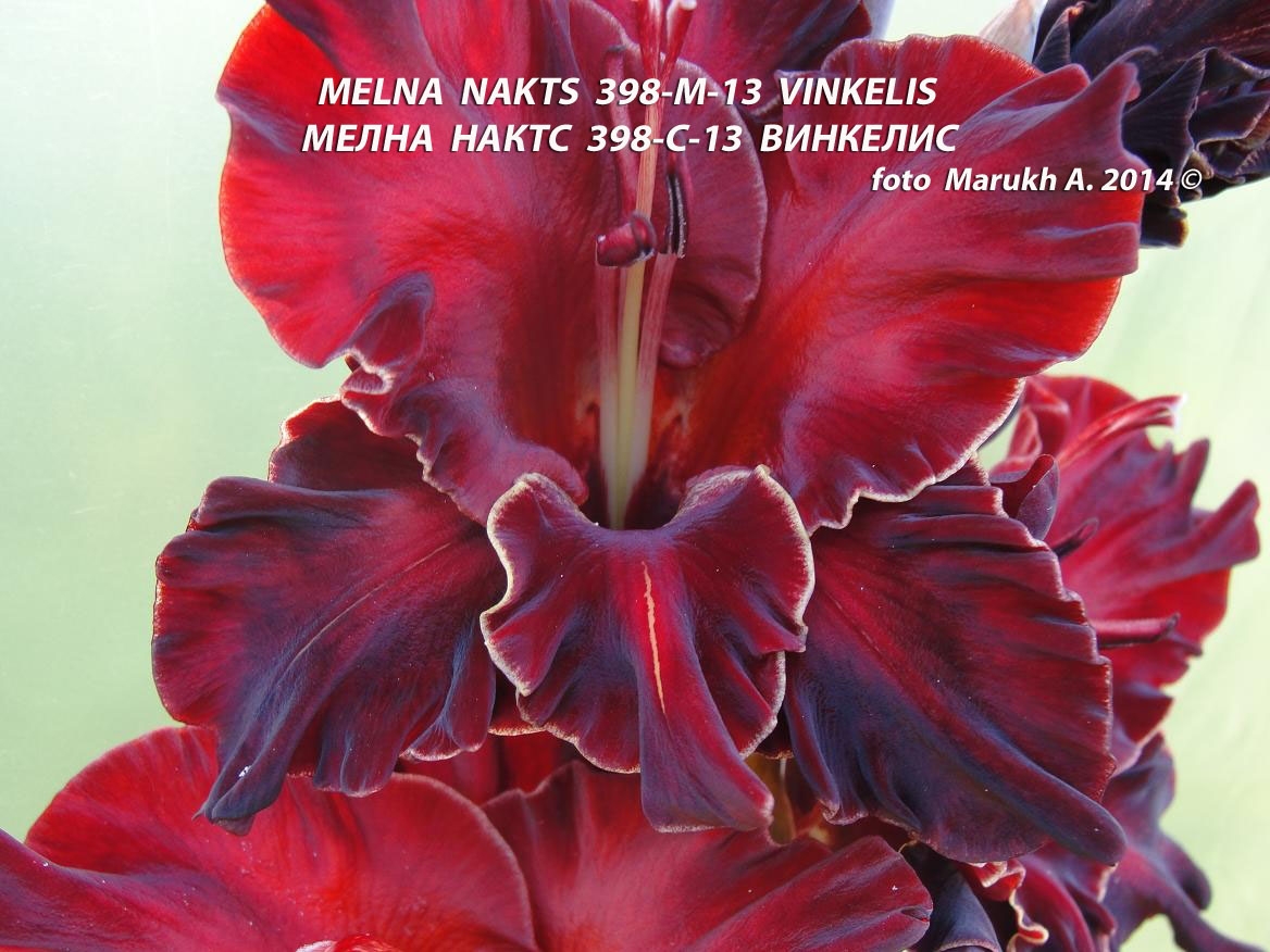 Мелна Нактс 398-С-13 Винкел-4 под