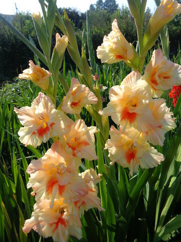 3 место Мастер и Маргарита 533-04-с-сг,Логутинский