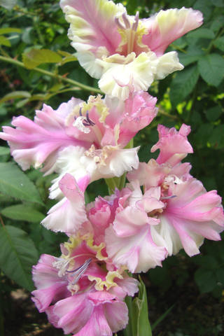 потому что глад