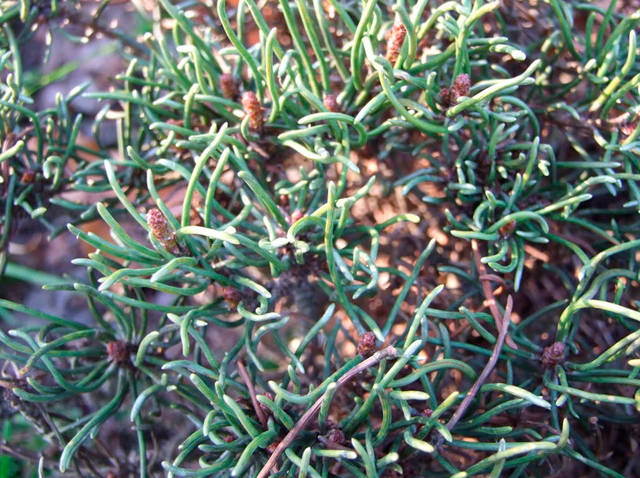Pinus-mugo-Sasha 2