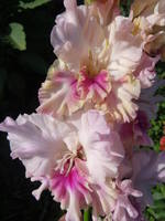 VFL.RU - ваш фотохостинг