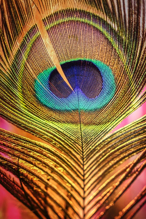 Multicolor Peacock Feather