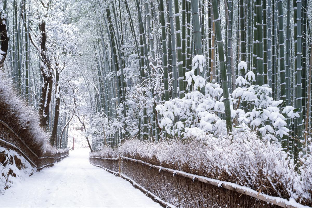 Sagano-Bamboo-Grove-Winter-zekkeijapan