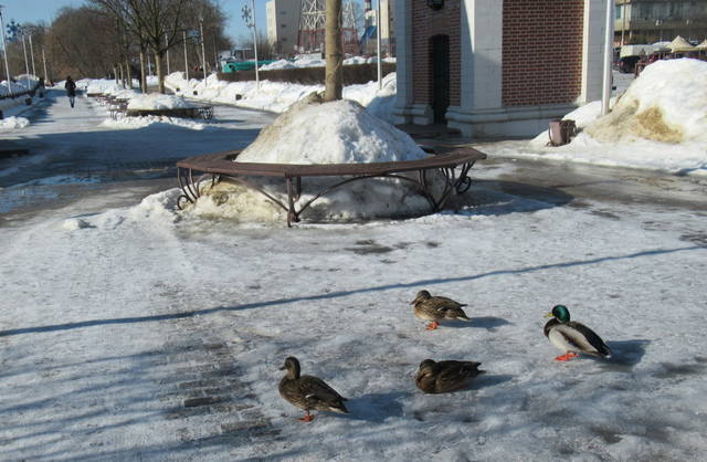 VFL.RU - ваш фотохостинг