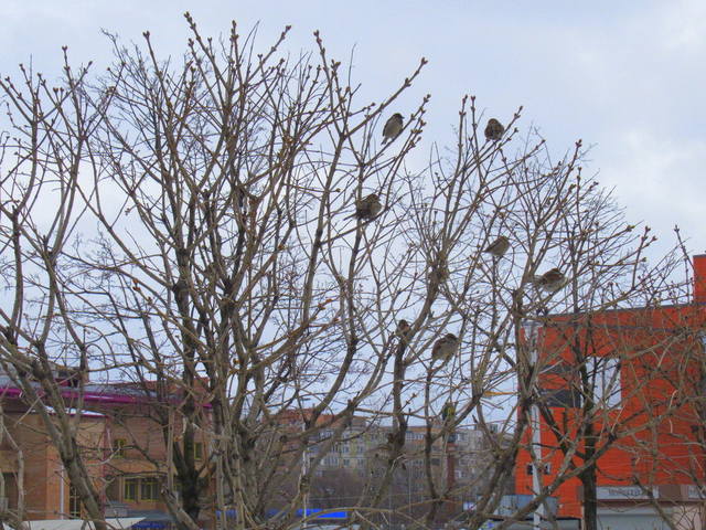 VFL.RU - ваш фотохостинг