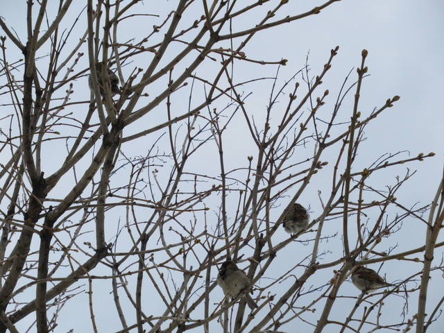 VFL.RU - ваш фотохостинг