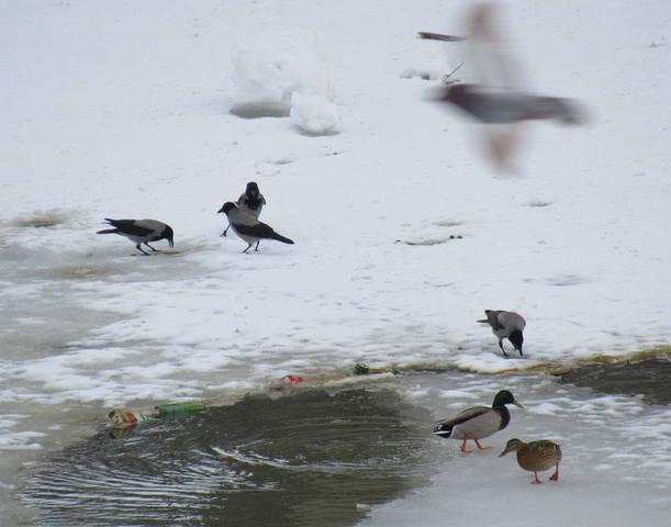 VFL.RU - ваш фотохостинг