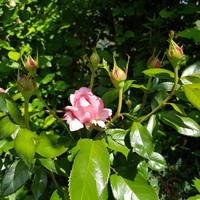 VFL.RU - ваш фотохостинг