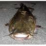 catfish