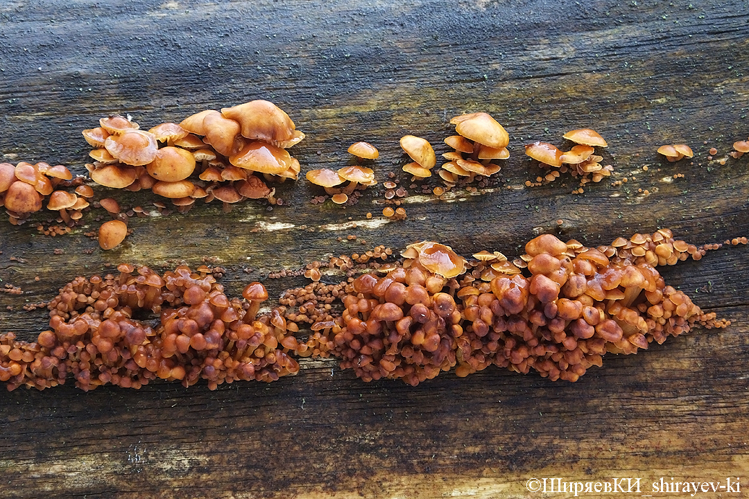 фламмулина бархатистоножковая