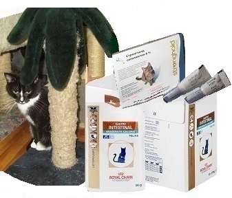 Мартиша под пальмой Стронгхолд