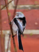 longtailed tit