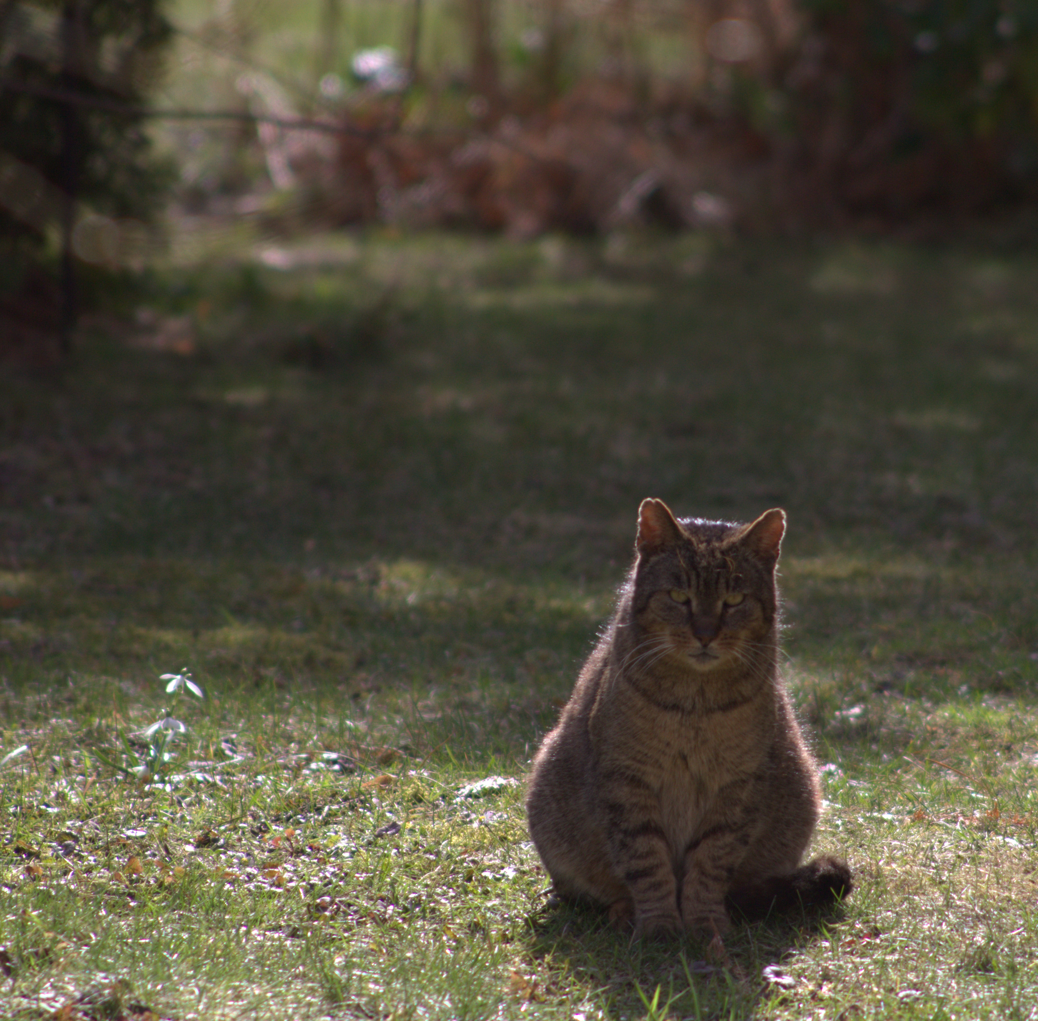 котище