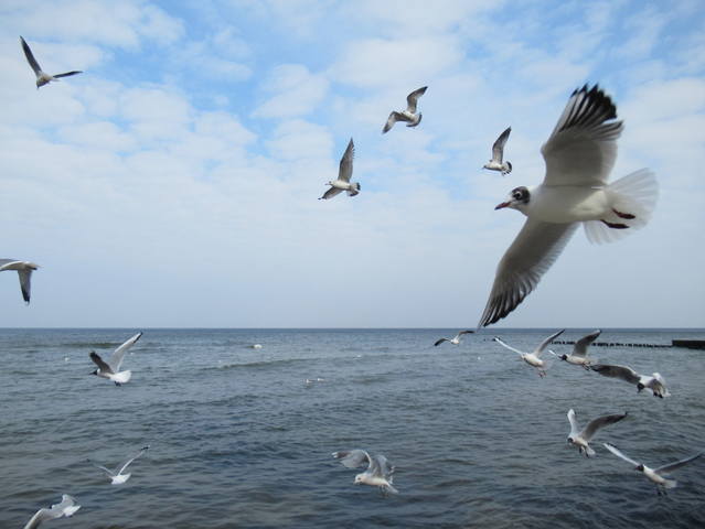 VFL.RU - ваш фотохостинг