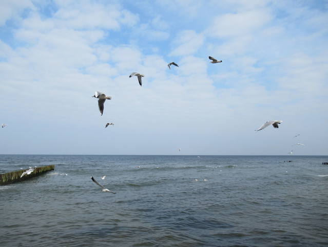 VFL.RU - ваш фотохостинг