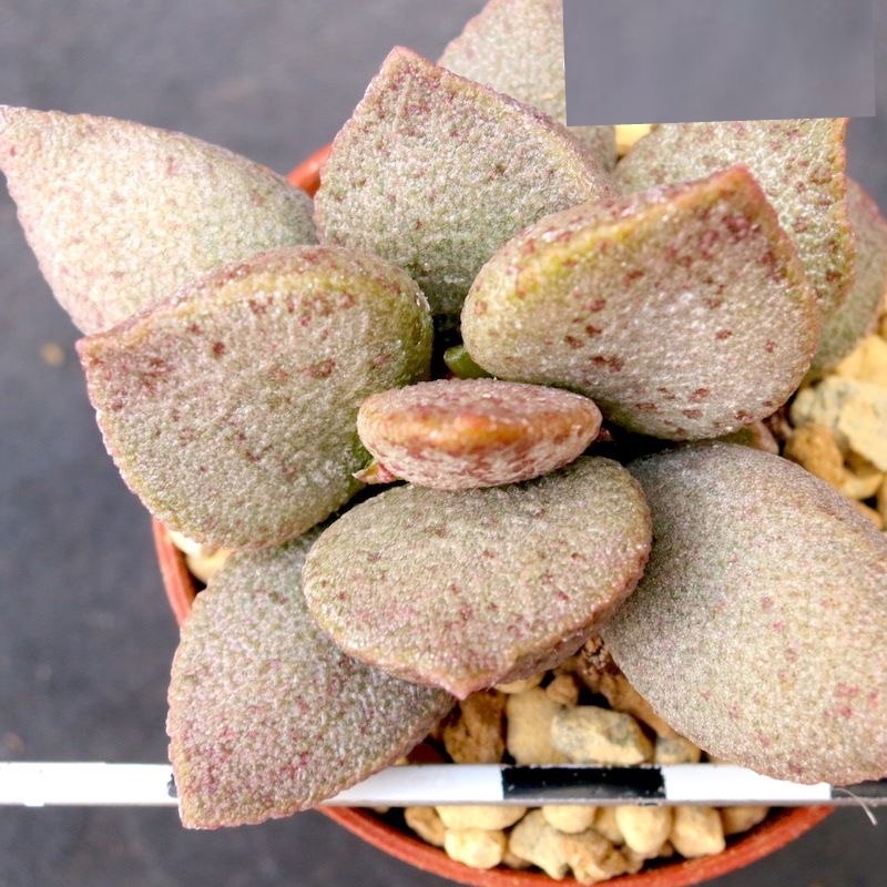 Adromischus cv. “Silver Abalone” (inmaculatus X herrei)