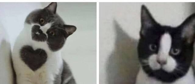 котэ2