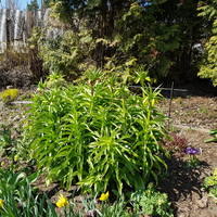 VFL.RU - ваш фотохостинг