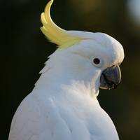 Sulphur-Crested Cockatoo