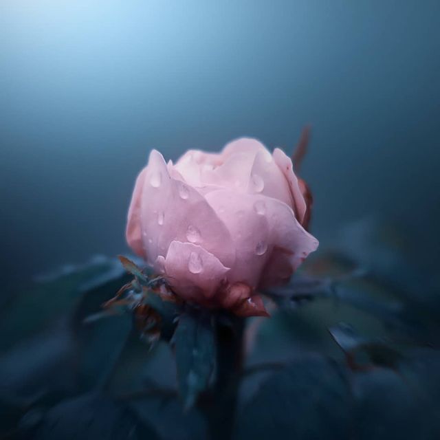 фото Дорин Альбрехт.8-2