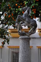 Plazuela belen cordoba jerez caballo potro 01