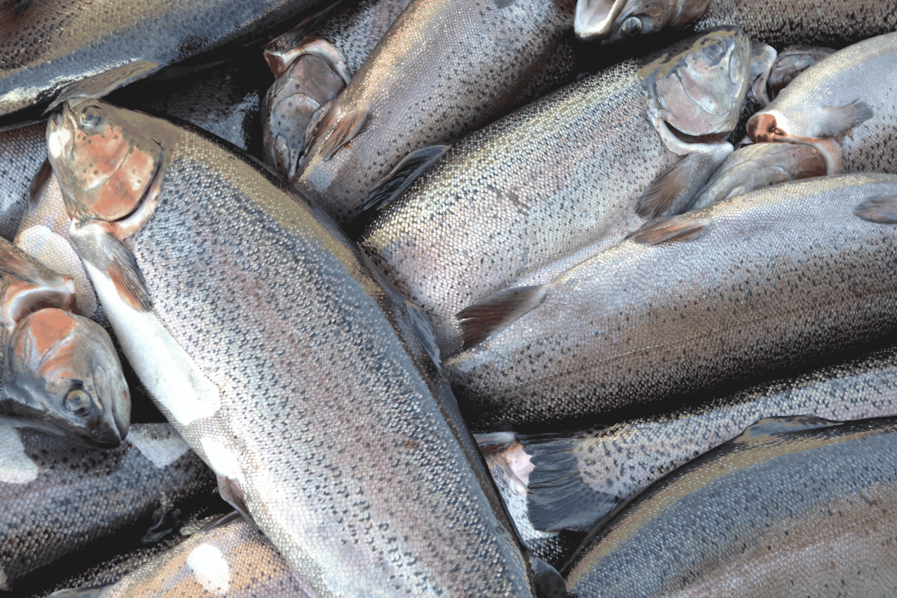 chilled rainbow trout