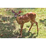 white-tailed-deer-fawn-3-months