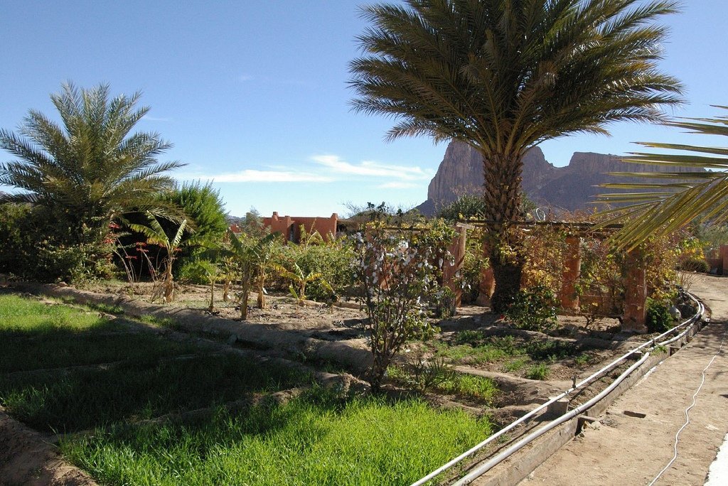 aljir 11