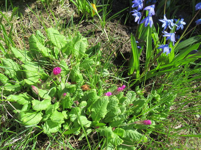 VFL.RU - ваш фотохостинг