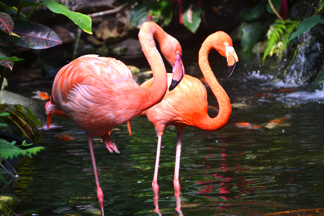 Flamingo at the Waterfall