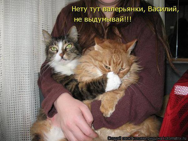 VFL.RU -  