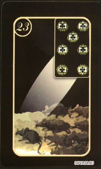23Крысы