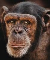 sanet.st Wildlife of the World 211